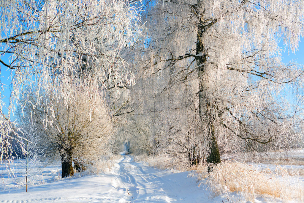 Winter in Latvia