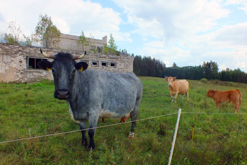 Overlanding Tours in Latvia