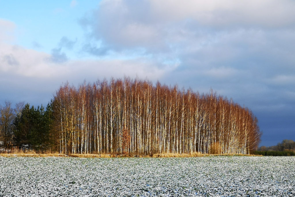 Beautiful Country side of Latvia